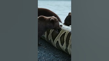 Python vs. Grizzly Bear: IMPOSSIBLE BATTLE as Giant Snake Swallows an Apex Predator!