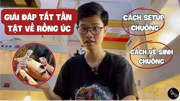 Cách setup chuồng nuôi rồng Úc tiết kiệm, hiệu quả và tối ưu nhất/ How to setup a dragon enclosure