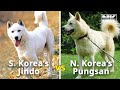 These Korean dogs are natural treasures, but divided between North and South!