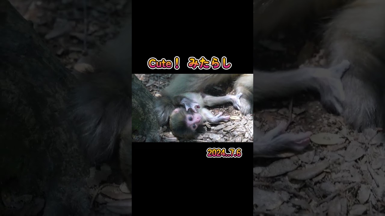 みたらしアニマル♡ Cute！みたらし 2024.7.6 #monkey #赤ちゃん #shorts - YouTube