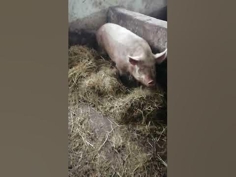 свиноматка сделала гнездо - YouTube