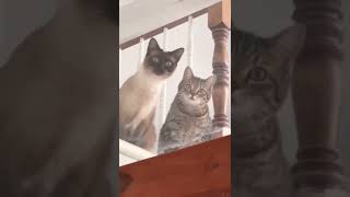 cats watch the terminator return