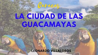 Caracas la ciudad de las guacamayas