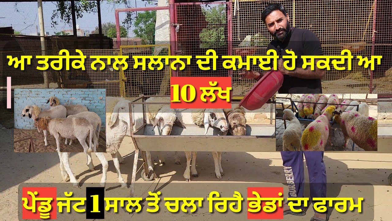 Sheep Farming ਨਾਲ ਸਲਾਨਾ ਦੀ ਕਮਾਈ ਕਰੋ 10 ਲੱਖ ll ਪੇਂਡੂ ਜੱਟ ਚਲਾ ਰਿਹੈ ਫਾਰਮ ll Randhawa Farmland