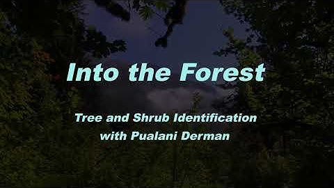 Acer macrophyllum, Aceraceae (bigleaf maple)