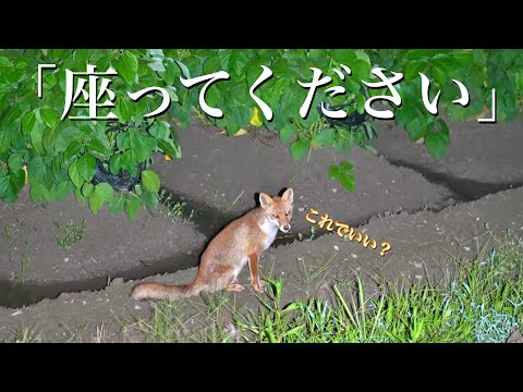 キツネ（プロフ必読) Foxes that understand human language - YouTube