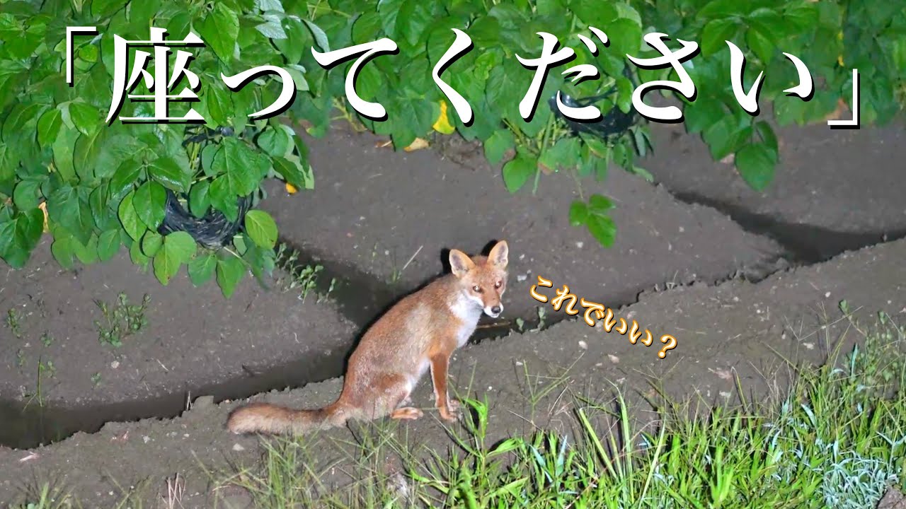 ごんべえやぶの子ギツネ 日本児童文学者協会編 ごんべえやぶの子