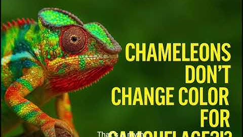 Chameleons Don’t Change Color for Camouflage?
