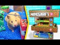 Hamsters in 5 - Level Minecraft Maze | Pool maze for hamsters