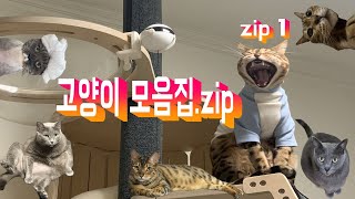 고양이모음zip. EP.1