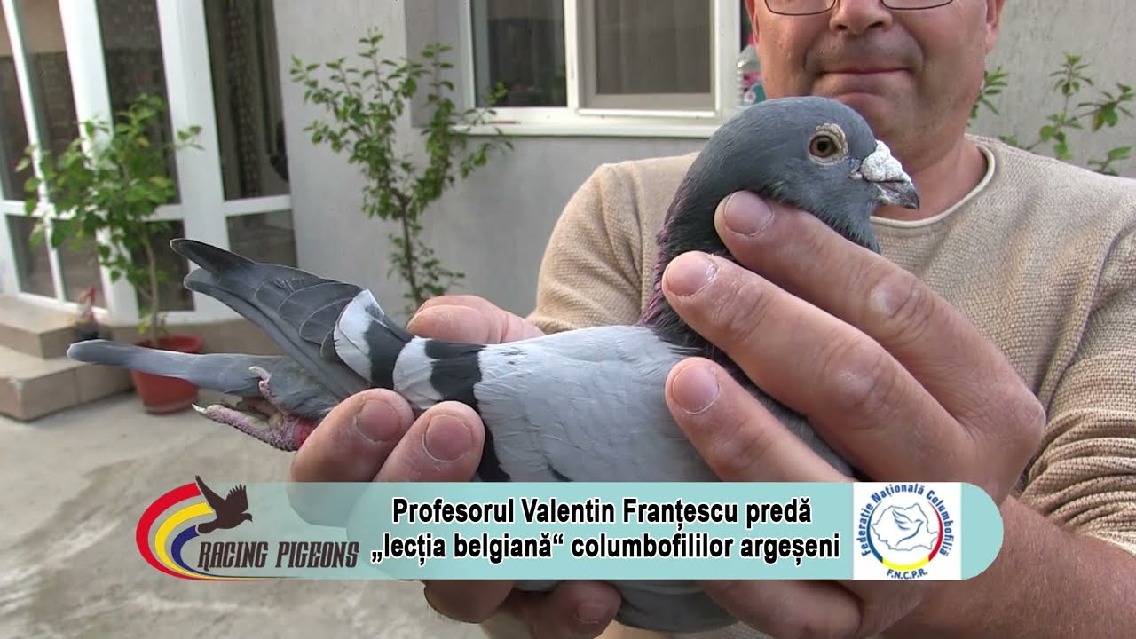 Profesorul Valentin Franțescu predă „lecția belgiană“ columbofililor argeșeni