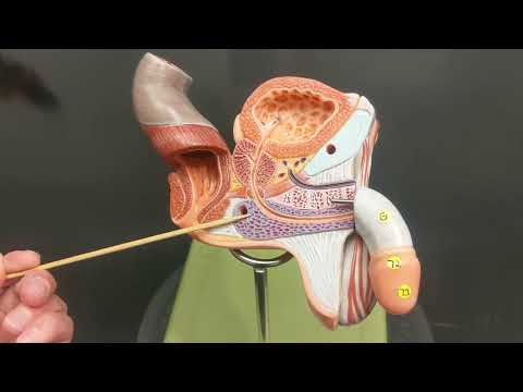 Male Reproductive Anatomy Review And Practice