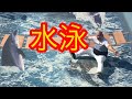 水泳の授業 ナッパのぴっかり高木はなぜ泳げないのか 中学生の時に先生にボコボコにされた理由とは コンプライアンス