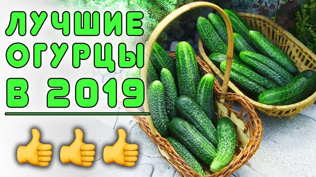 ЛУЧШИЕ ОГУРЦЫ 2019!