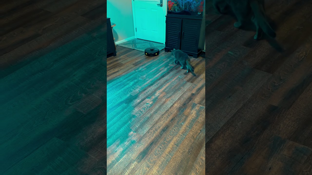 What Is Roomba Mom?#misadventures #aquarius #vlog #amazon #cuteanimals #kitten #baby #sweet #cat