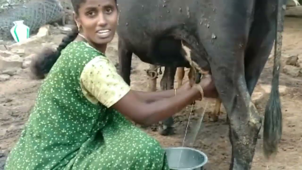 பால் கறக்கும் முழு முறை மற்றும் மதிய நேரம் 🐄🥛🎂🎂🍩