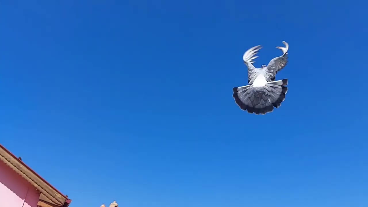 Konya güvercin videoları ve yavruların eğitimi