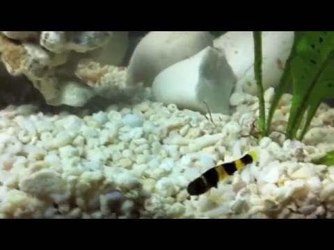 Брахигобиус крошка (Brachygobius nunus)