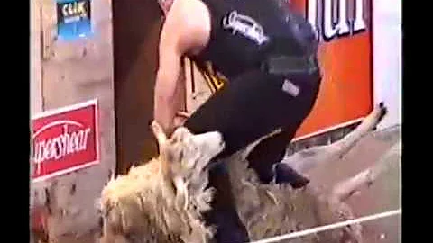 Rodney sutton ewe 721