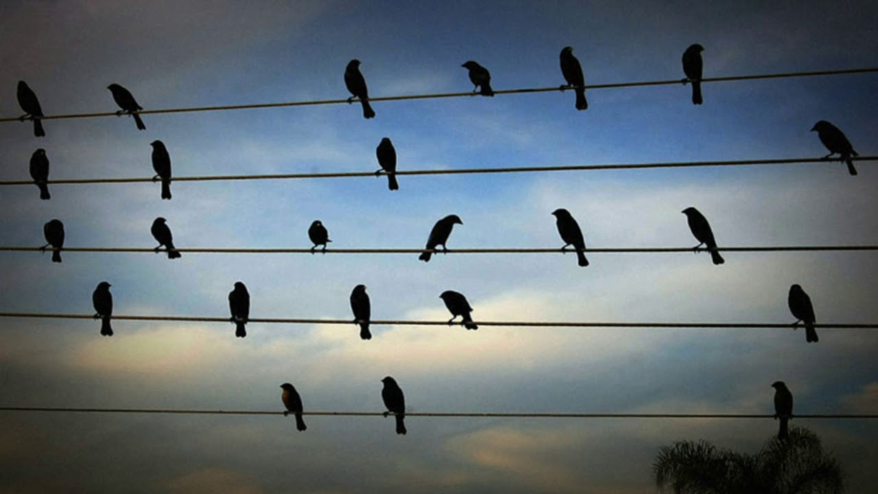 Птица восприятия. Птицы на проводах. Много птиц. Птицы сидят на проводах. Ритм в природе.