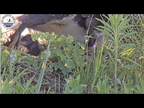 LPC Loon Cam ~ Pip To Hatch! ? First Loon Chick Is Welcomed Into The World! 6.24.22