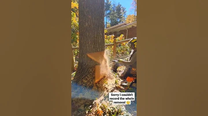 SUPER HARD LEANING RED OAK OVER HOUSE!! #arborist #dangerous #tree #timber #shorts #explore