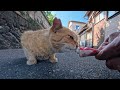 午後は日陰になる裏通りで休む猫にちゅーるをやってきた