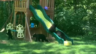 Une famille d'ours s'introduit dans un terrain de jeu et s'amuse comme des fous