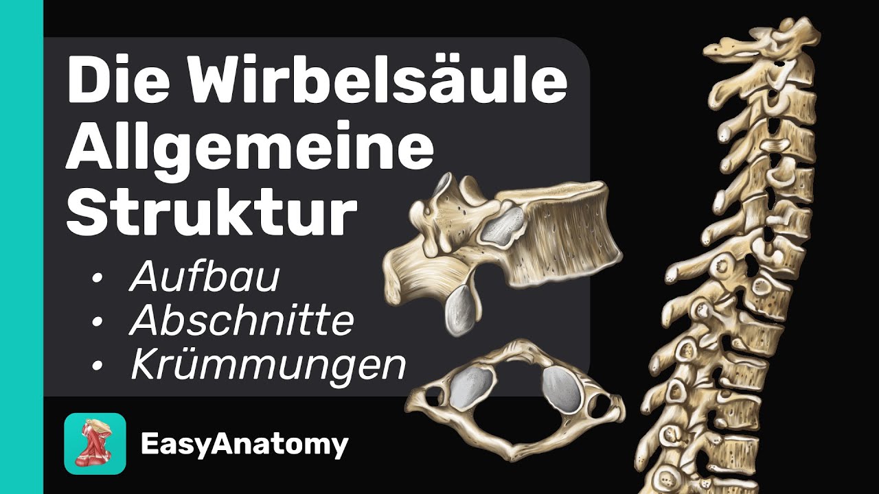 Aufbau der Wirbelsäule | Krümmungen der Wirbelsäule | Easy Anatomy ...