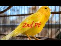 The Ultimate Canary singing video from a legend - Powerful canary training song (Pt.2)