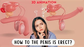 लिंग कैसे खड़ा होता है? | How to penis is erect? |(3D Animation) #science #3d  #biology #reproduction screenshot 4
