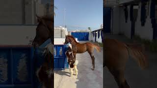 Goat Gets Excited Around Horse And Pushes Them To Play - 1505648