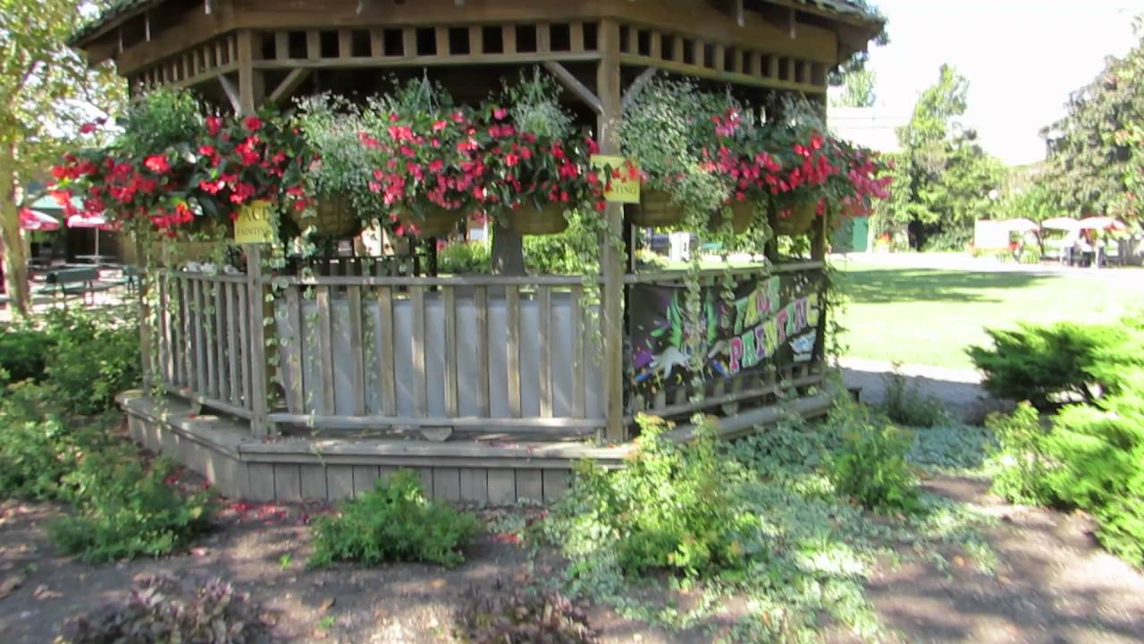 #VEDA DAY 15 Beautiful Angel Wing Begonia hanging flower baskets and a