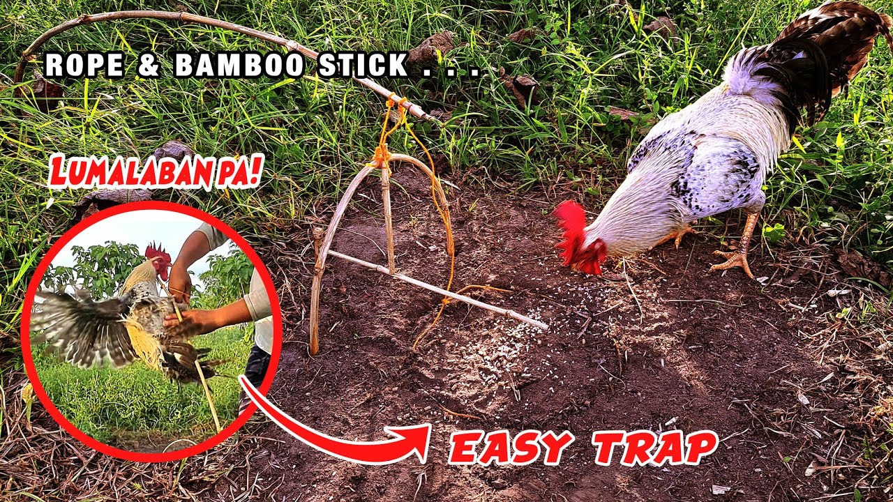 WILD CHICKEN TRAP using BAMBOO STICK and ROPE very easy