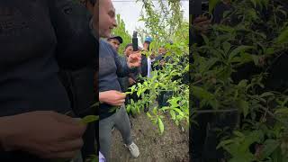 Shaftoli bo’yicha xalqaro ekspert amaliyotda! Rashid Oran va Mansur Yo’ldoshev!