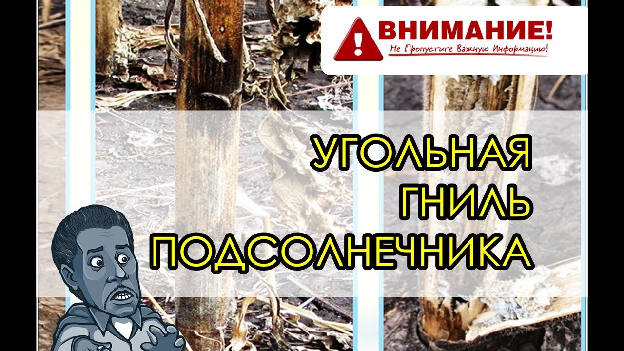 Болезни подсолнечника: Угольная гниль. НС Ромео, Фантазия, НСХ 496, НСХ 498 Нертус