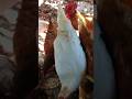 Releasing chicken kaprobinsya shortsviral happyfarming chickenfarming manukan