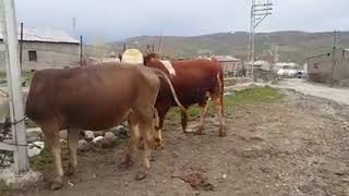 İnek Çiftleştirmesi Cow Mating