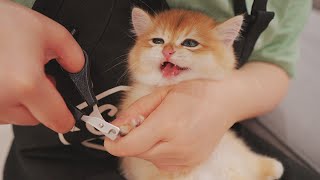Different Reactions of Kittens Trimming Claws for the First Time