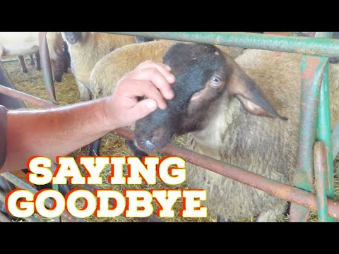 Raising Bottle Lambs To A Perfect Finish