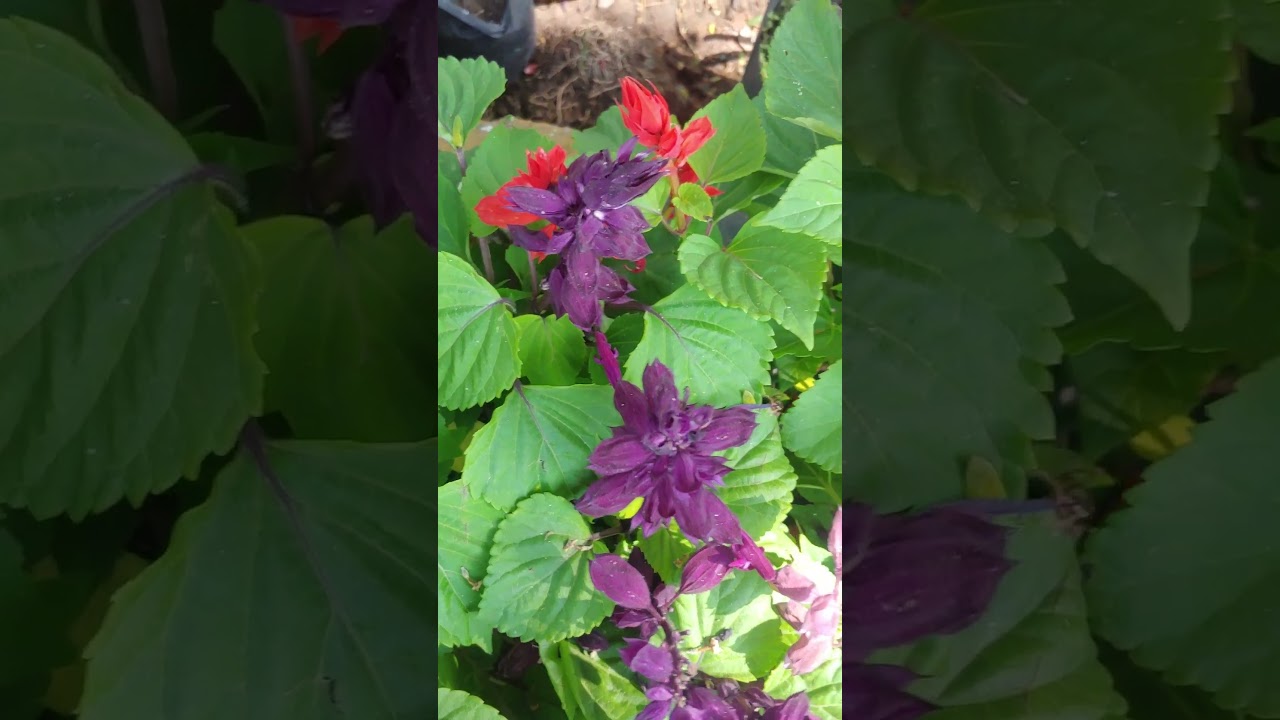 Salvia splendens FlowerPlant 