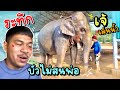 เจ้ไพอาบนำ้❓บัวบานแปลกๆไม่สนใจพ่อ💢😂elephant