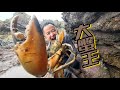 小明抓到大蟹王和龙虾，给村花煮了一锅豪华的海鲜面，太美味了