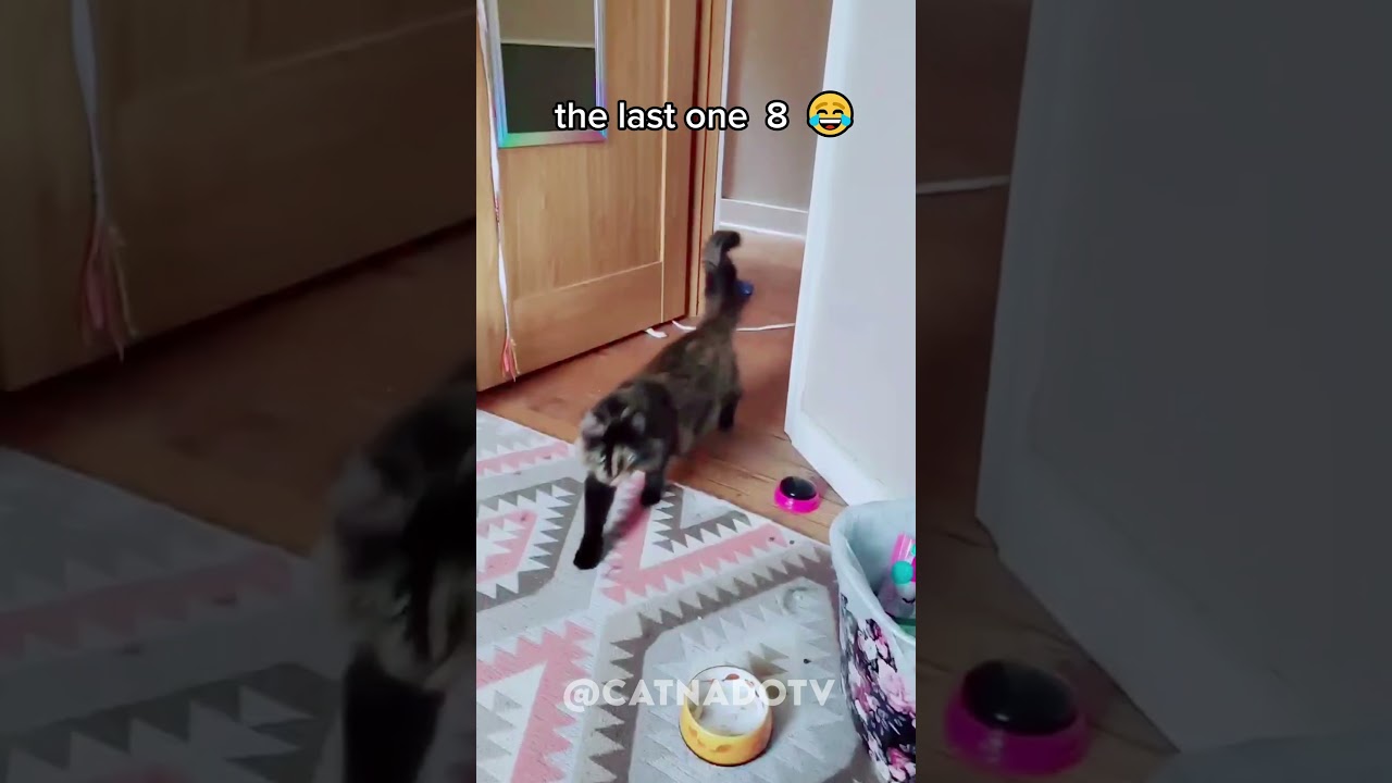 funny cat videos 😂😂😂