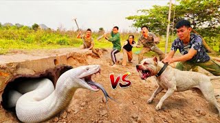 Brave Soldier Uses Pitbull to Find Giant White Python's Den