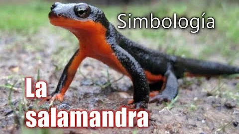 Quale animale rappresenta il fuoco?