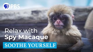 Spa Time With Macaques