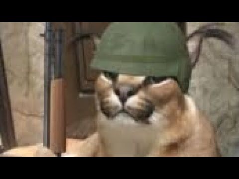 ￼ Bingus vs floppa part one￼￼