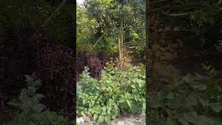 Mi Bello Ecuador Tanda Guayllabamba Tierra De Aguacates Chirimoyas, Tunas Y Mucho Más. Tierra Sana