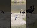Double-crested cormorant poops on great blue heron and mallard duck. #shorts